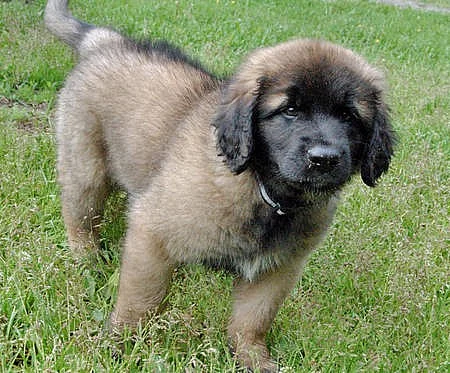 Leonberger štěňátka s pp