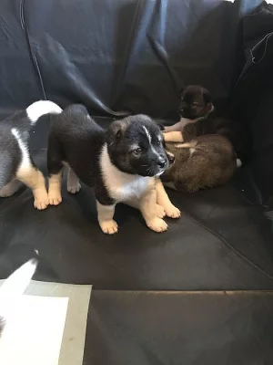Shiba inu štěňata s PP