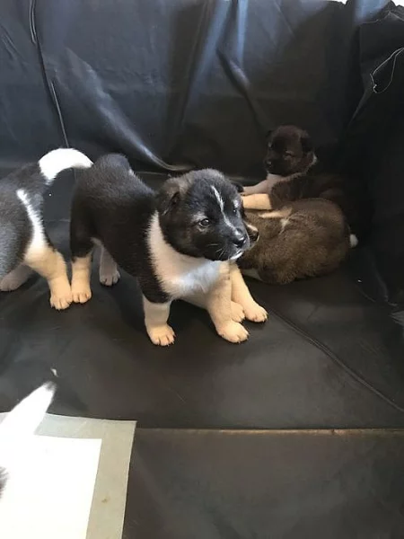 Shiba inu štěňata s PP