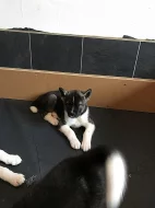 Shiba inu štěňata s PP