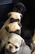 mops štěňata s PP