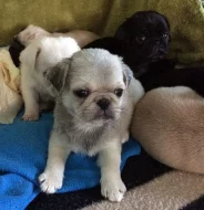 mops štěňata s PP