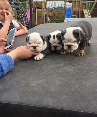 Anglický Buldok, English Bulldog, s PP