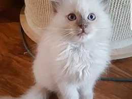 Koťátka Ragdoll