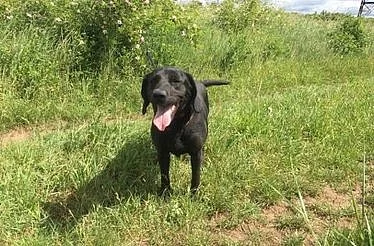 Lucy - Labradorský retrívr