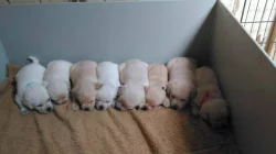 Labrador retriever žlutý s PP