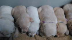 Labrador retriever žlutý s PP