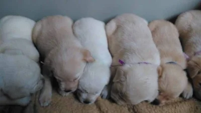 Labrador retriever žlutý s PP