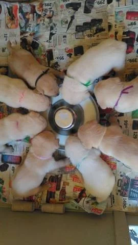 Labrador retriever žlutý s PP
