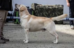 Labrador retriever žlutý s PP