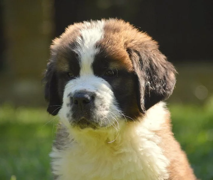 Bernardýn s PP (Svatobernardský pes PP)