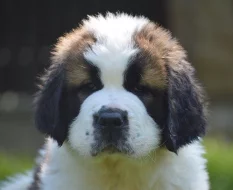 Bernardýn s PP (Svatobernardský pes PP)