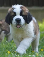 Bernardýn s PP (Svatobernardský pes PP)