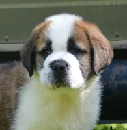 Bernardýn s PP (Svatobernardský pes PP)