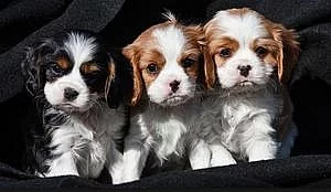 Cocker Spaniel Štěňátka: Purebred, ACA & UABR registrována