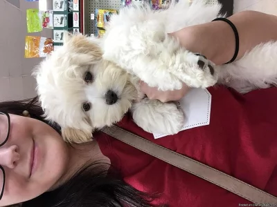 13ti týdenní mužské maltipoo