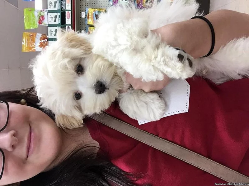 13ti týdenní mužské maltipoo