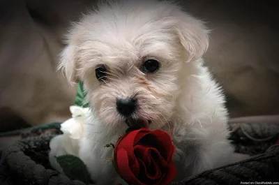 Coton De Tulear mužské a ženské hračky # 2