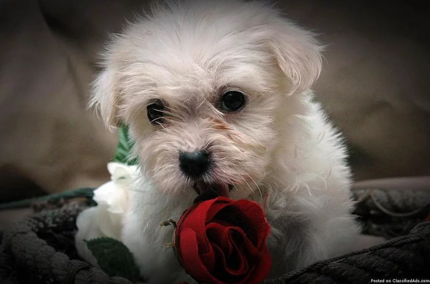 Coton De Tulear mužské a ženské hračky # 2