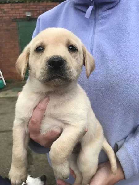 Zlaté a černé zlaté labradorské mláďata