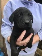 Zlaté a černé zlaté labradorské mláďata