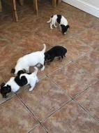Jack Russell Štěňátka