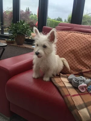 Beautiful Westy Puppy na prodej
