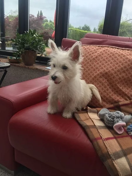 Beautiful Westy Puppy na prodej