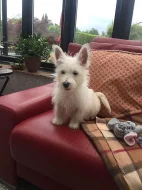 Beautiful Westy Puppy na prodej