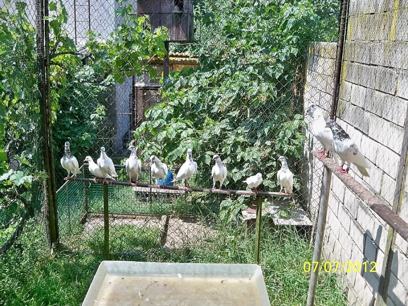 Budapešťský vysokoletec
