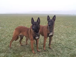Belgický ovčák Malinois štěňata s pp