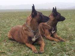 Belgický ovčák Malinois štěňata s pp
