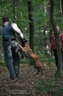 Belgický ovčák Malinois štěňata s pp