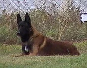 Belgický ovčák Malinois štěňata s pp