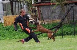 Belgický ovčák Malinois štěňata s pp