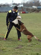 Belgický ovčák Malinois štěňata s pp