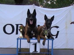 Belgický ovčák Malinois štěňata s pp