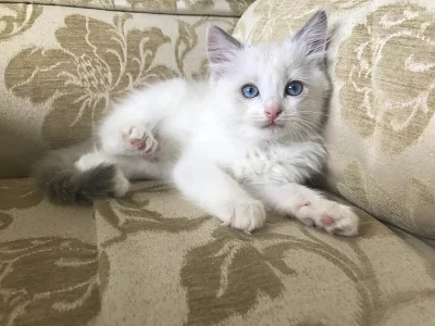 Ragdoll Nabízím