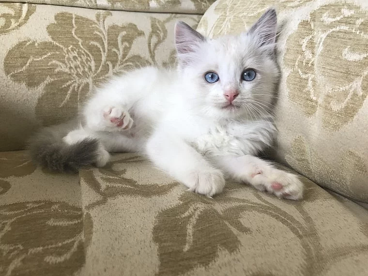 Ragdoll Nabízím