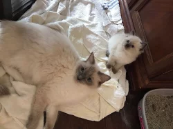 Ragdoll Nabízím