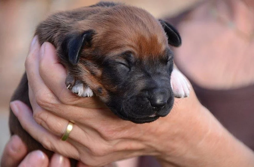 Rhodéský ridgeback štěňata s PP