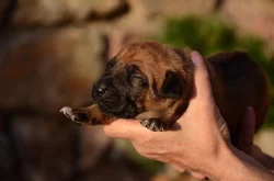 Rhodéský ridgeback štěňata s PP