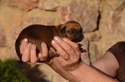 Rhodéský ridgeback štěňata s PP