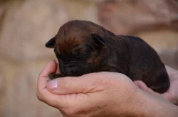 Rhodéský ridgeback štěňata s PP