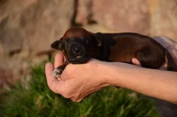 Rhodéský ridgeback štěňata s PP