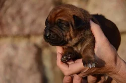 Rhodéský ridgeback štěňata s PP