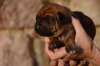 Rhodéský ridgeback štěňata s PP