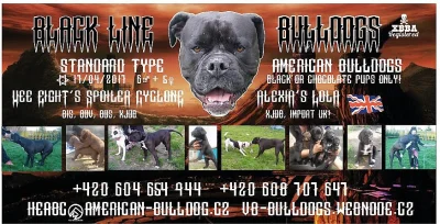 Americký buldog