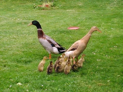 Indický běžec