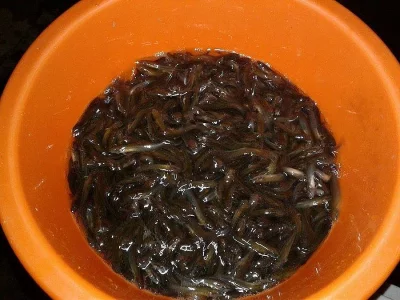 Prodáme násadu mníka do intenzivních chovů